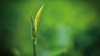 這片樹葉，改變了世界！