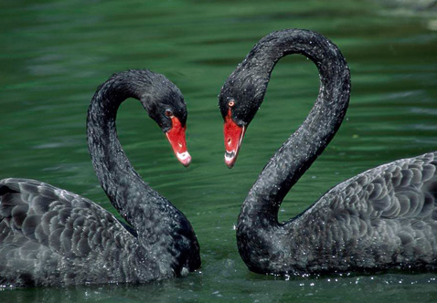 ?？低?ldquo;黑天鵝”驚魂兩天