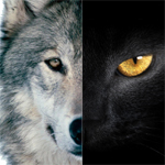 探針 | 2016：雙極，雙11