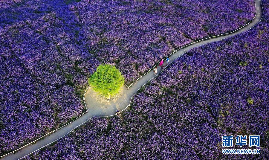 （十九大&middot;讀報(bào)告 話民生）（7）加快生態(tài)文明體制改革，建設(shè)美麗中國(guó)