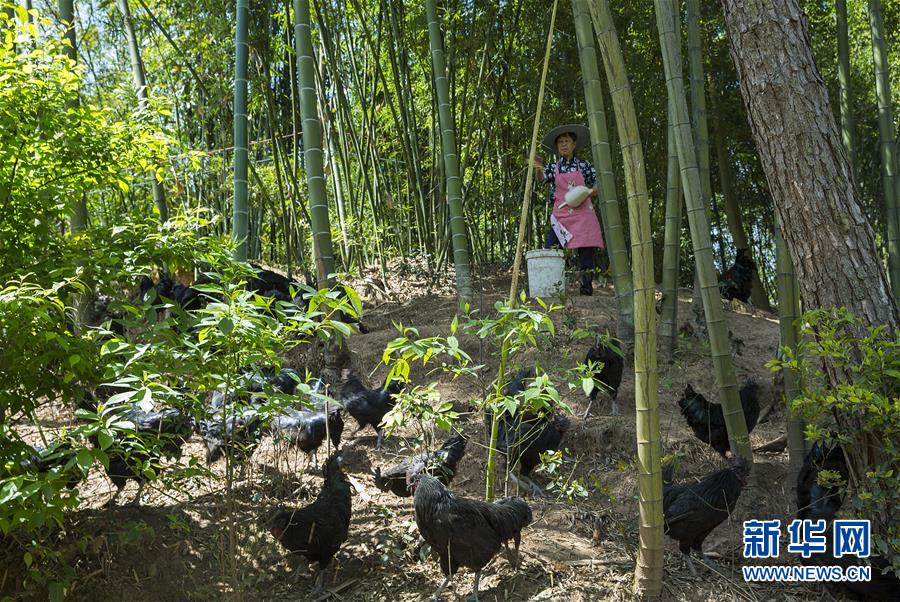（新華全媒頭條·圖文互動）（2）赤水：別了，貧困！