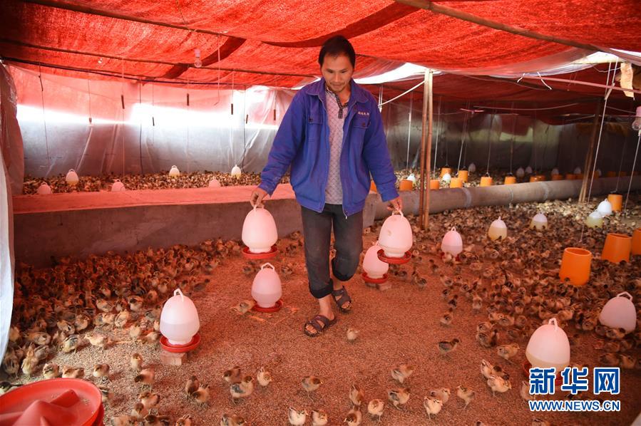 （新華全媒頭條·圖文互動）（8）赤水：別了，貧困！