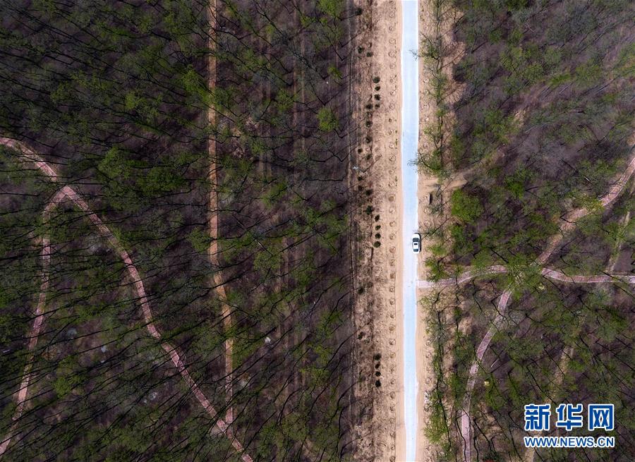 （在習近平新時代中國特色社會主義思想指引下&mdash;&mdash;新時代新氣象新作為&middot;圖文互動）（5）河南民權：三代造林人接力68年播綠黃河故道