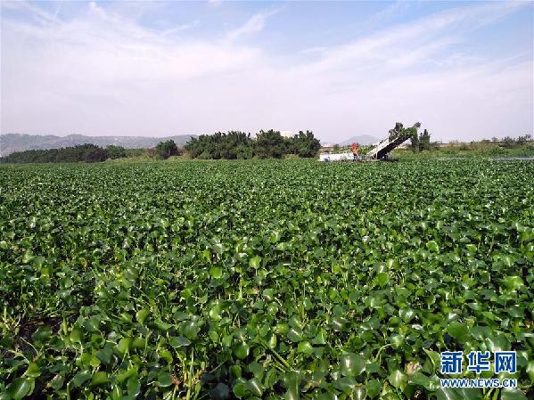 （圖文互動）（4）&ldquo;白練&rdquo;變&ldquo;黑龍&rdquo;，江河變&ldquo;草原&rdquo;－－粵東母親河為何污染20多年難治理？