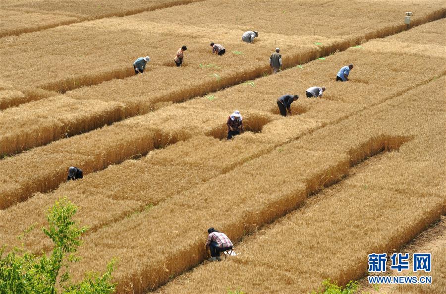 （經(jīng)濟）（2）把脈&ldquo;渤海糧倉&rdquo;促增產(chǎn)