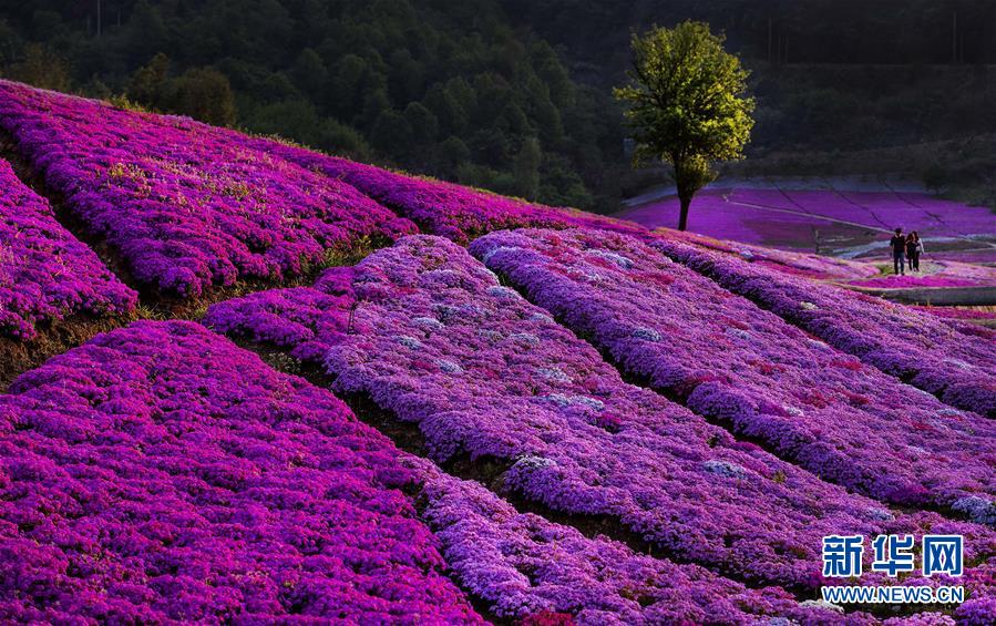 （壯闊東方潮 奮進(jìn)新時(shí)代&mdash;&mdash;慶祝改革開(kāi)放40年）（9）美麗中華大地書(shū)寫綠色傳奇