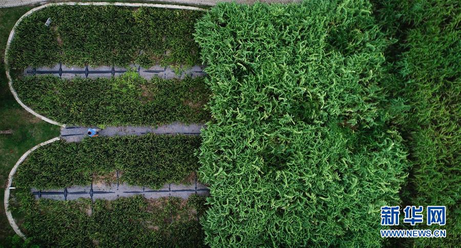 （在習(xí)近平新時代中國特色社會主義思想指引下&mdash;&mdash;新時代新作為新篇章&middot;圖文互動）（3）稀奇！治污濕地成了休閑公園&mdash;&mdash;江蘇蘇州全域推進(jìn)農(nóng)村生活污水治理