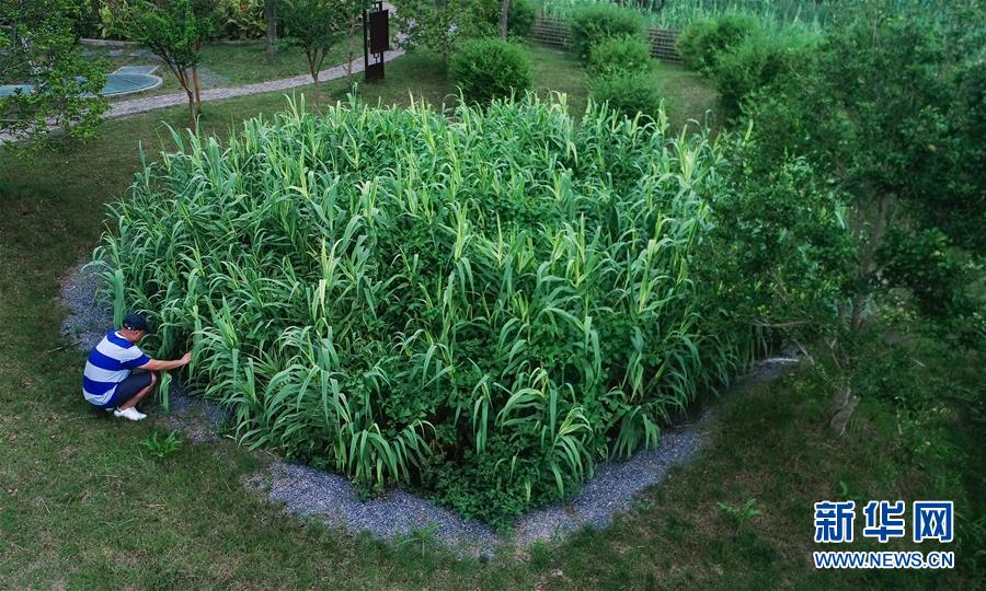 （在習(xí)近平新時代中國特色社會主義思想指引下&mdash;&mdash;新時代新作為新篇章&middot;圖文互動）（4）稀奇！治污濕地成了休閑公園&mdash;&mdash;江蘇蘇州全域推進(jìn)農(nóng)村生活污水治理