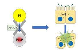PI3P缺失導(dǎo)致上皮細(xì)胞連接破壞，最終招募中性粒細(xì)胞，發(fā)生急性炎癥