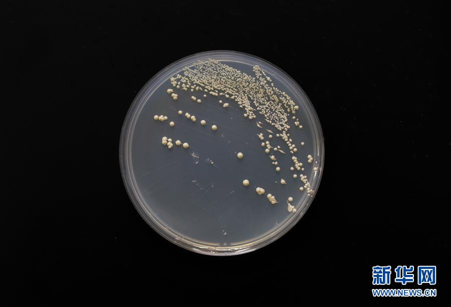 （科技）（4）中國(guó)&ldquo;創(chuàng)造&rdquo;世界首例單條染色體真核細(xì)胞