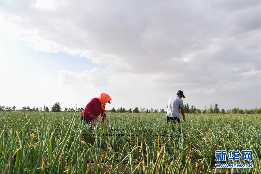 (新華全媒頭條·在習近平新時代中國特色社會主義思想指引下——新時代新作為新篇章·圖文互動)(3)綠富同興畫卷在沙海中鋪展——庫布其沙漠生態(tài)治理紀實