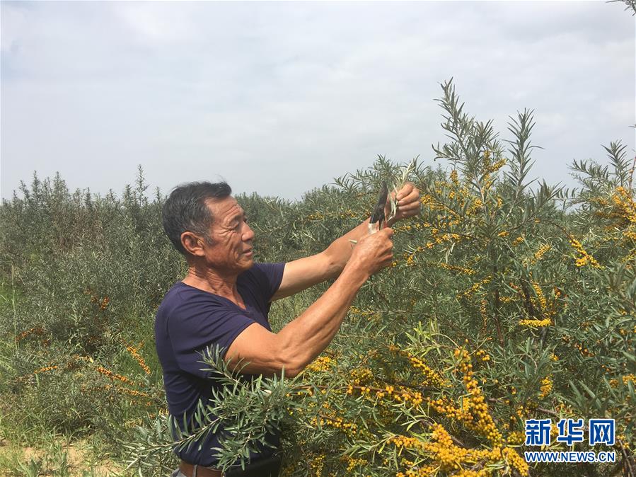 (新華全媒頭條·在習近平新時代中國特色社會主義思想指引下——新時代新作為新篇章·圖文互動)(9)綠富同興畫卷在沙海中鋪展——庫布其沙漠生態(tài)治理紀實