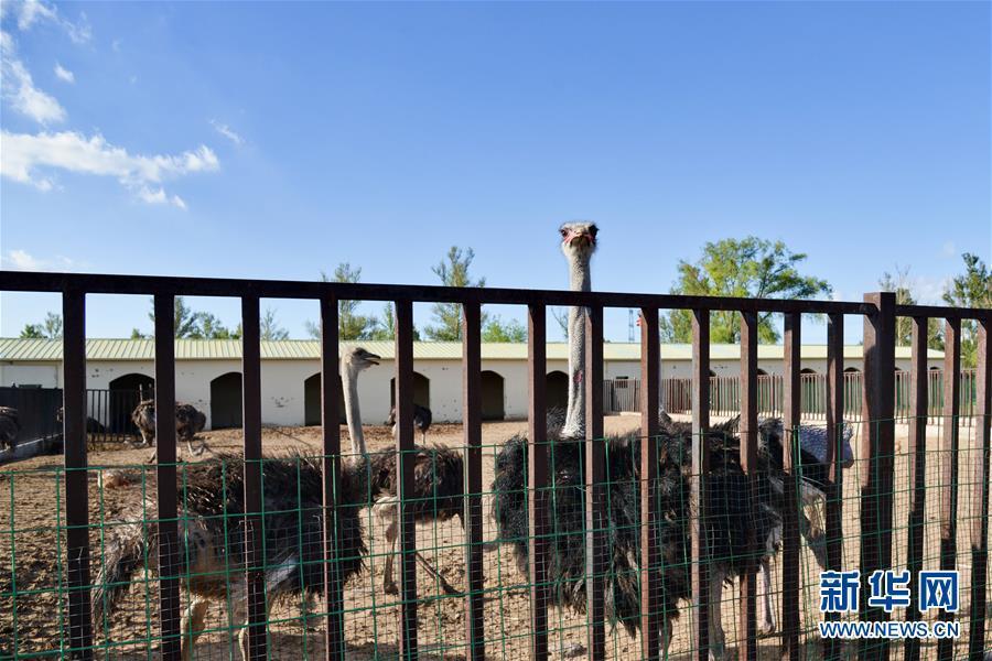 (在習(xí)近平新時(shí)代中國特色社會(huì)主義思想指引下——新時(shí)代新作為新篇章·圖文互動(dòng))(1)庫布其競(jìng)相演繹“點(diǎn)沙成金”傳奇