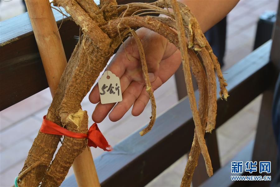 (在習(xí)近平新時(shí)代中國特色社會(huì)主義思想指引下——新時(shí)代新作為新篇章·圖文互動(dòng))(2)庫布其競(jìng)相演繹“點(diǎn)沙成金”傳奇