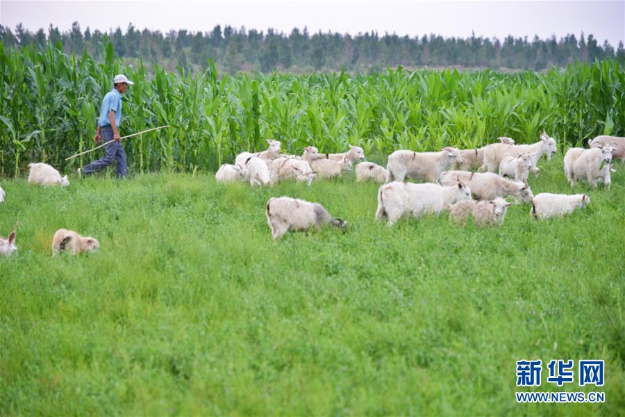 (在習(xí)近平新時(shí)代中國特色社會(huì)主義思想指引下——新時(shí)代新作為新篇章·圖文互動(dòng))(3)庫布其競(jìng)相演繹“點(diǎn)沙成金”傳奇