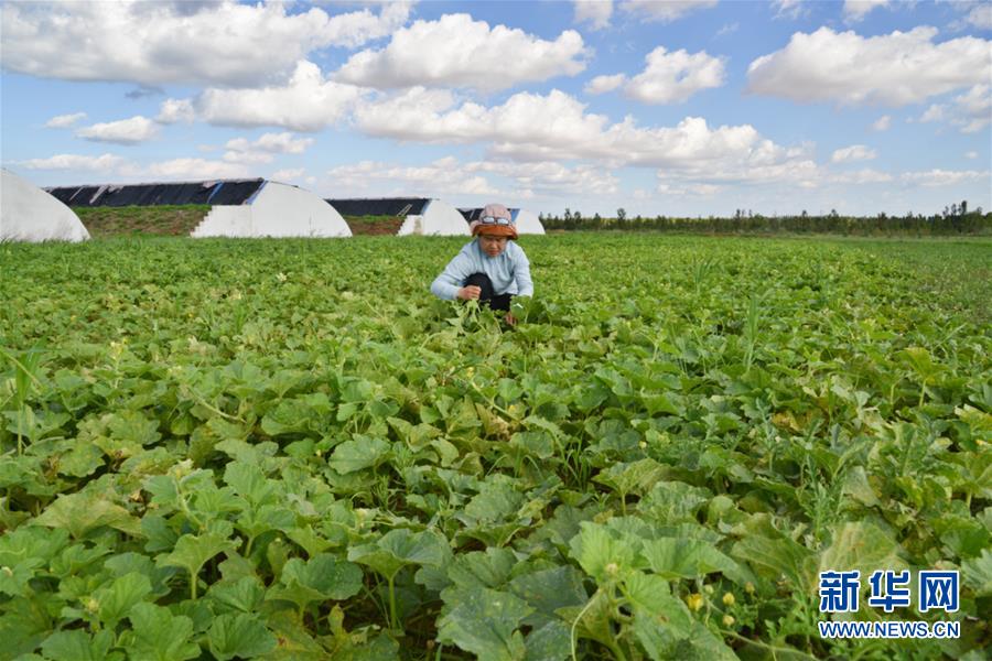 (在習(xí)近平新時(shí)代中國特色社會(huì)主義思想指引下——新時(shí)代新作為新篇章·圖文互動(dòng))(4)庫布其競(jìng)相演繹“點(diǎn)沙成金”傳奇