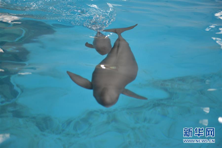 (圖文互動)(2)從消失的白鱀豚到人工繁殖江豚——三個故事見證長江生態(tài)保護(hù)變遷