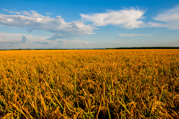 秋收的中國，你想象不到的美！但更美的是……