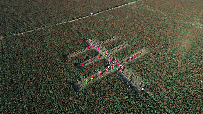 秋收的中國，你想象不到的美！但更美的是……