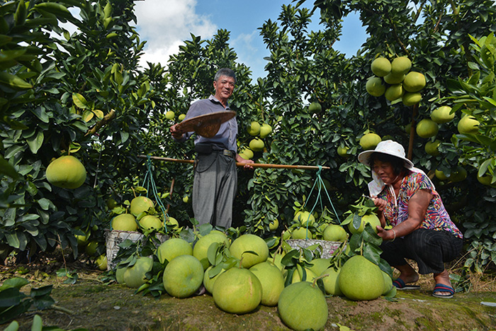 秋收的中國，你想象不到的美！但更美的是……
