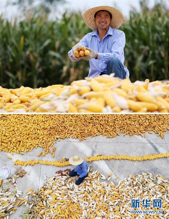 #（新華全媒頭條&middot;圖文互動）（11）最年輕的節(jié)日 最悠久的牽念&mdash;&mdash;寫給首個中國農(nóng)民豐收節(jié)