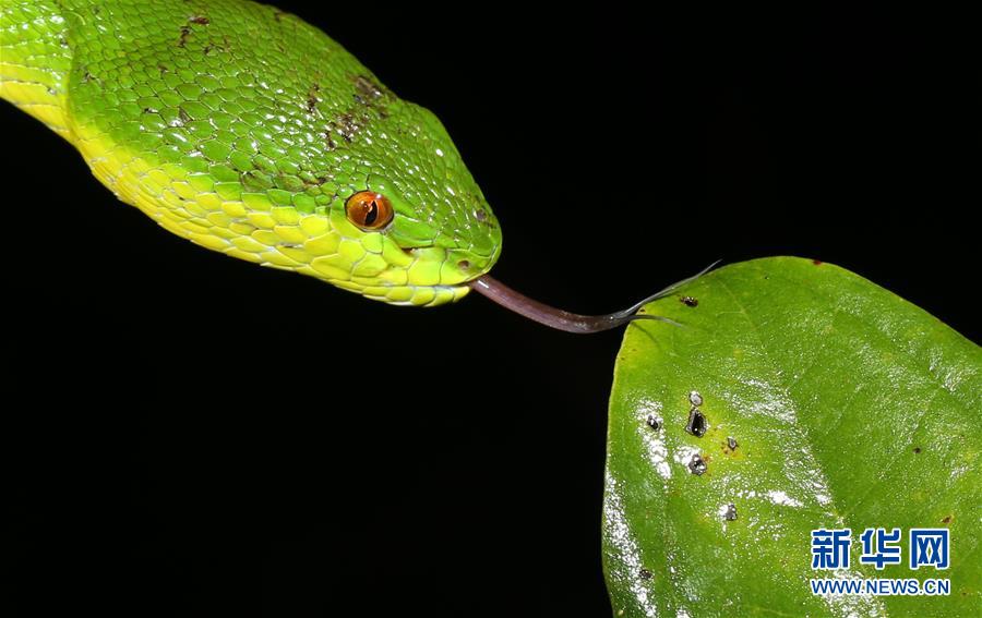 (新華全媒頭條·圖文互動(dòng))(2)歸來(lái)的雨林