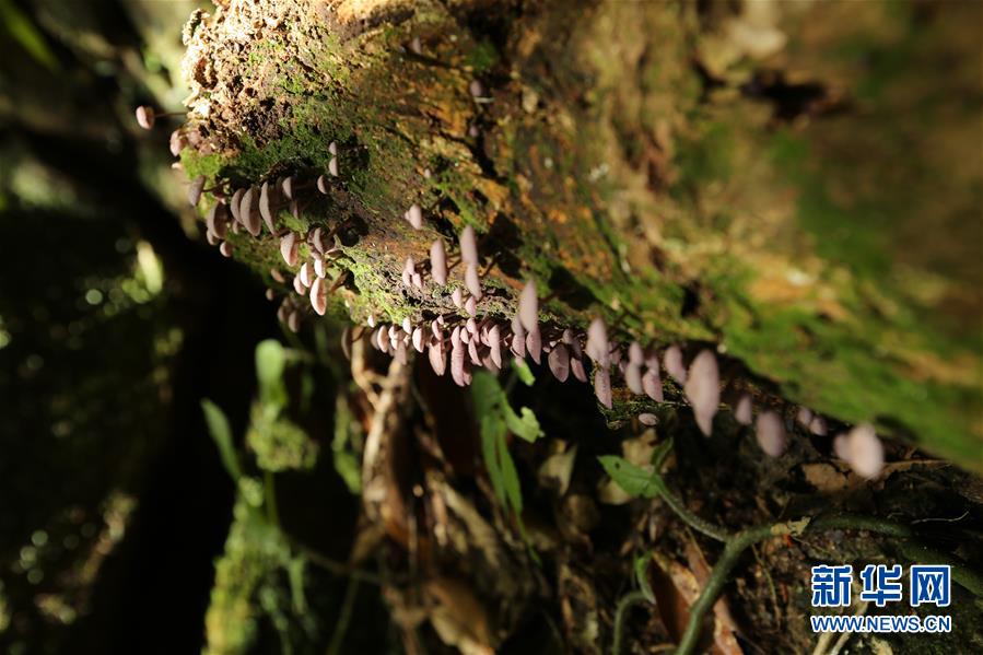 (新華全媒頭條·圖文互動(dòng))(4)歸來(lái)的雨林