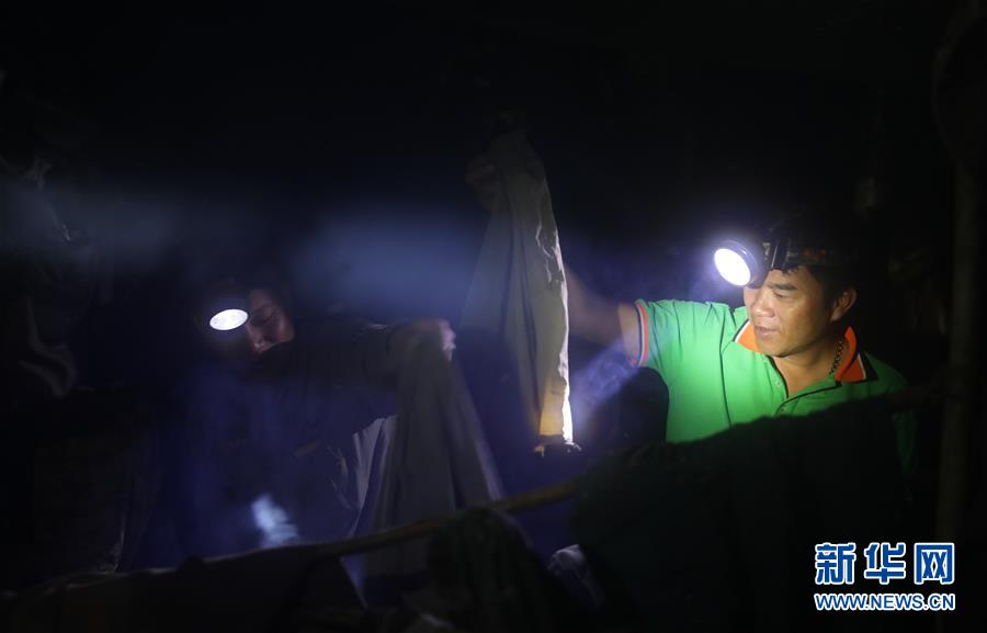 (新華全媒頭條·圖文互動(dòng))(9)歸來(lái)的雨林