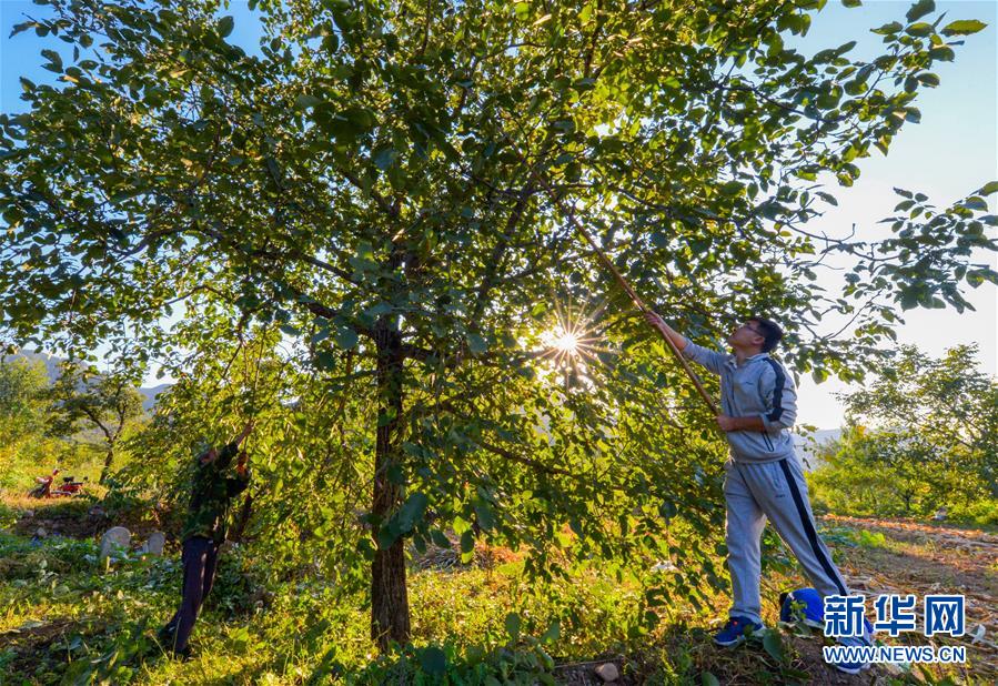 (在習近平新時代中國特色社會主義思想指引下——新時代新作為新篇章·鄉(xiāng)村振興戰(zhàn)略·圖文互動)(1)“小山貨”成為“黃金果”——河北涉縣山核桃“抱團發(fā)展”贏市場