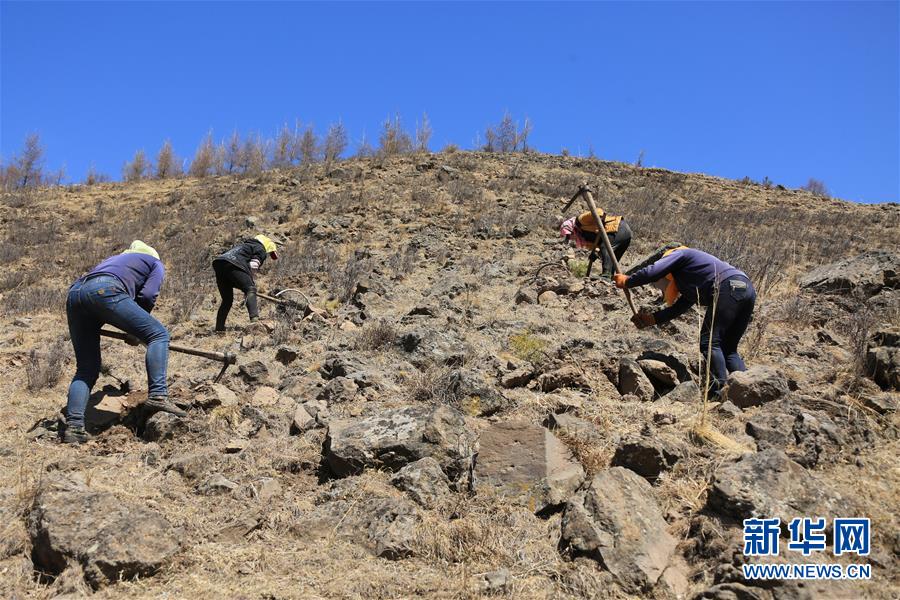 （新華全媒頭條&middot;圖文互動）（8）那一抹綠色，走進越來越多人心里&mdash;&mdash;河北塞罕壩續(xù)寫新時代綠色傳奇