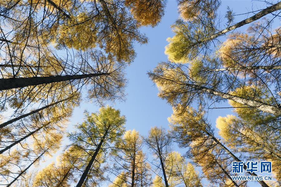 （新華全媒頭條&middot;圖文互動）（9）那一抹綠色，走進越來越多人心里&mdash;&mdash;河北塞罕壩續(xù)寫新時代綠色傳奇
