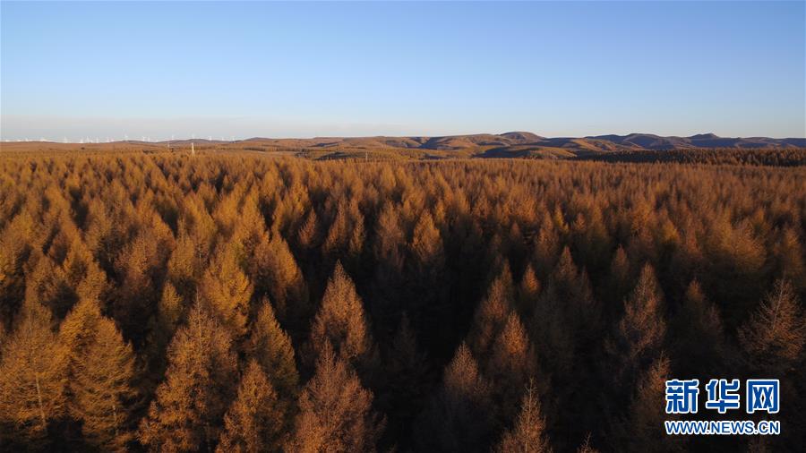 （新華全媒頭條&middot;圖文互動）（6）那一抹綠色，走進越來越多人心里&mdash;&mdash;河北塞罕壩續(xù)寫新時代綠色傳奇