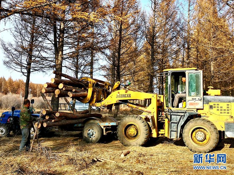 （新華全媒頭條&middot;圖文互動）（7）那一抹綠色，走進越來越多人心里&mdash;&mdash;河北塞罕壩續(xù)寫新時代綠色傳奇