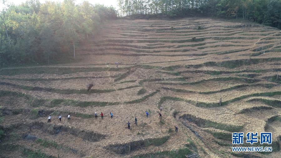 (在習(xí)近平新時(shí)代中國(guó)特色社會(huì)主義思想指引下·慶祝改革開(kāi)放40周年·共享發(fā)展·圖文互動(dòng))(2)“浙江親人”請(qǐng)心安 白茶苗已種滿山——浙江安吉捐贈(zèng)四川青川白茶苗種植地探訪