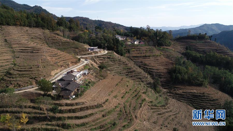 (在習(xí)近平新時(shí)代中國(guó)特色社會(huì)主義思想指引下·慶祝改革開(kāi)放40周年·共享發(fā)展·圖文互動(dòng))(3)“浙江親人”請(qǐng)心安 白茶苗已種滿山——浙江安吉捐贈(zèng)四川青川白茶苗種植地探訪