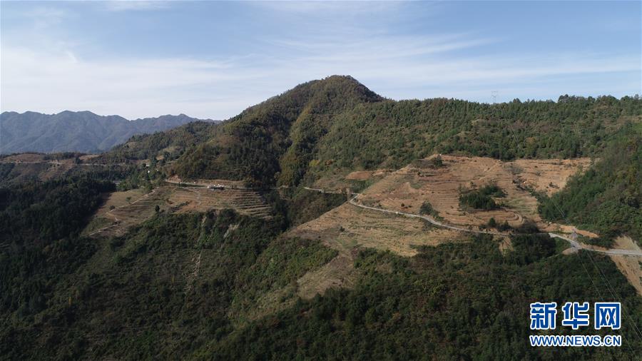 (在習(xí)近平新時(shí)代中國(guó)特色社會(huì)主義思想指引下·慶祝改革開(kāi)放40周年·共享發(fā)展·圖文互動(dòng))(4)“浙江親人”請(qǐng)心安 白茶苗已種滿山——浙江安吉捐贈(zèng)四川青川白茶苗種植地探訪