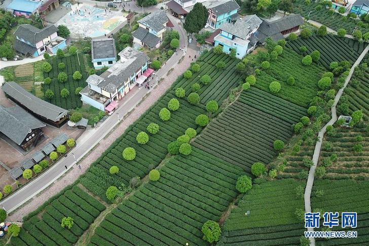 (百城百縣百企調(diào)研行·圖文互動(dòng))(2)貴州湄潭:綠浪淘心 茶富萬民