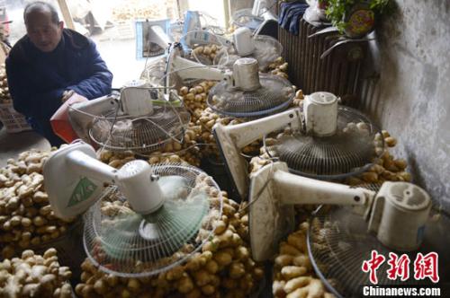 資料圖：山西太原蔬菜批發(fā)市場，姜販用多臺電風(fēng)扇風(fēng)干新鮮潮濕的生姜。<a target='_blank' ><p  align=