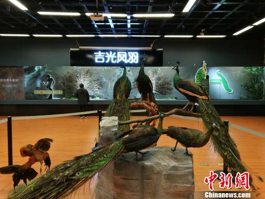 先有雞還是先有蛋？這個(gè)科普展覽有點(diǎn)&ldquo;不一般&rdquo;