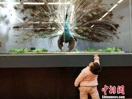 圖為展覽現(xiàn)場(chǎng)?！『h(yuǎn)航 攝