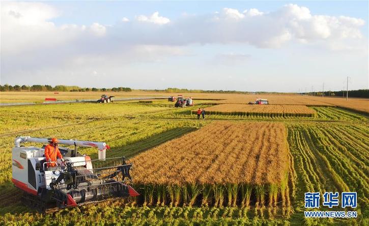 （在習(xí)近平新時代中國特色社會主義思想指引下&mdash;&mdash;新時代新作為新篇章&middot;鄉(xiāng)村振興戰(zhàn)略&middot;圖文互動）（2）&ldquo;十五連豐&rdquo;譜新篇&mdash;&mdash;端牢&ldquo;中國飯碗&rdquo;的龍江實(shí)踐