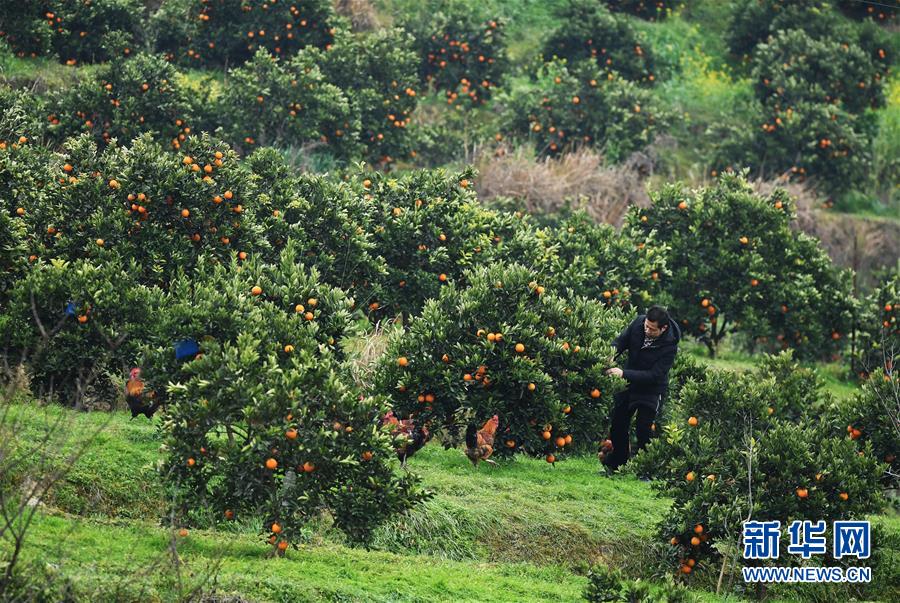 (新春走基層·圖文互動(dòng))(2)一個(gè)橙子的八年“蛻變史”