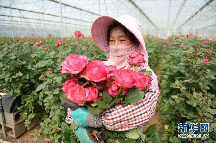 （在習(xí)近平新時代中國特色社會主義思想指引下&mdash;&mdash;新時代新作為新篇章&middot;圖文互動）（1）紅土高原上掀起&ldquo;綠色旋風(fēng)&rdquo; 