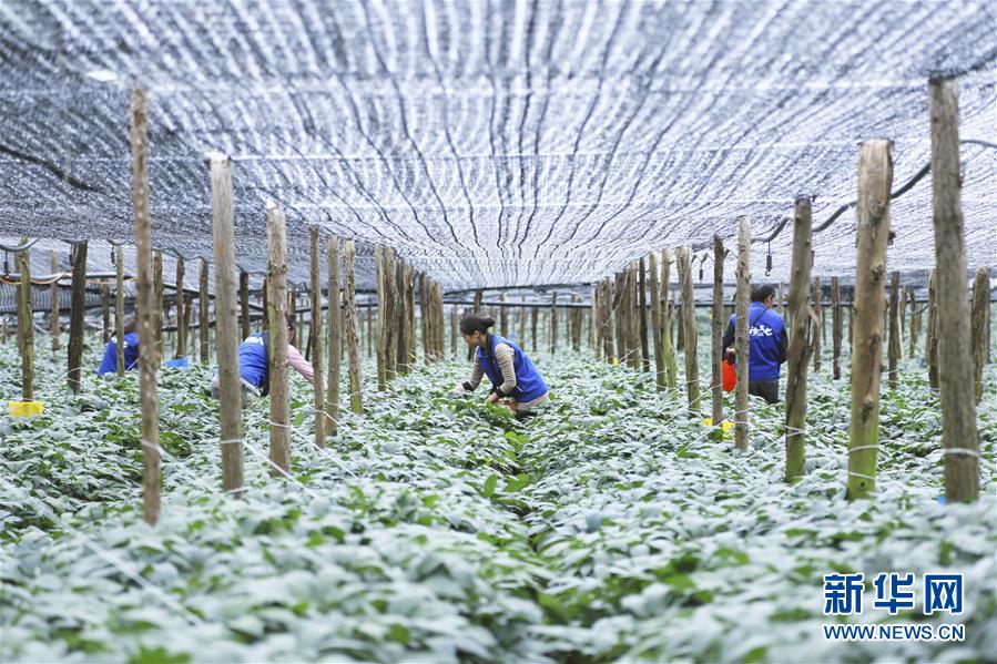 （在習(xí)近平新時代中國特色社會主義思想指引下&mdash;&mdash;新時代新作為新篇章&middot;圖文互動）（3）紅土高原上掀起&ldquo;綠色旋風(fēng)&rdquo; 