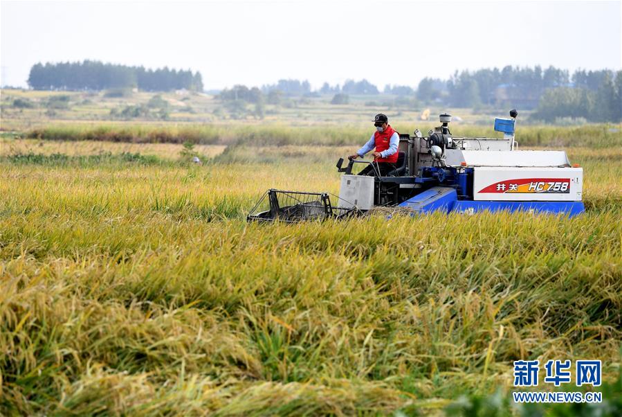 （新華全媒頭條·愛國(guó)情 奮斗者·圖文互動(dòng)）（6）一個(gè)村的奮斗，一個(gè)時(shí)代的巨變——記敢“蹚新路”的小崗人