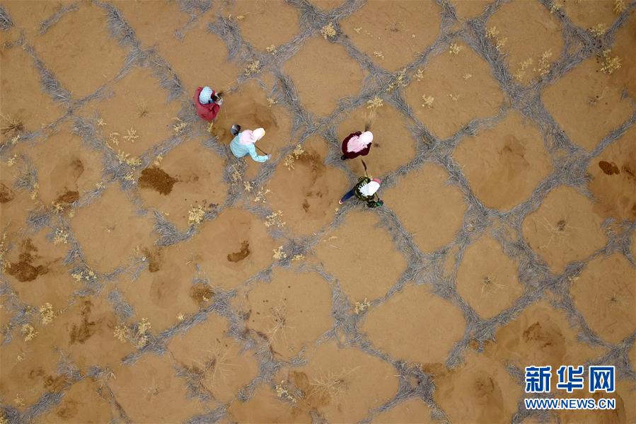 (新華全媒頭條·圖文互動)(2)八步沙·六老漢·三代人