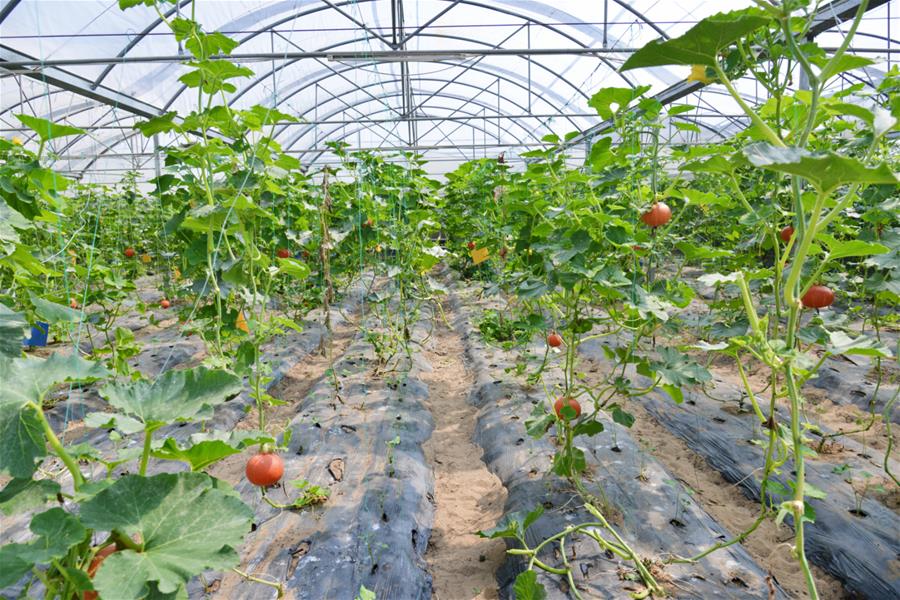 (新華全媒頭條·北京世園會(huì)·圖文互動(dòng))(16)建設(shè)美麗中國(guó) 共筑綠色家園——寫(xiě)在2019年中國(guó)北京世界園藝博覽會(huì)開(kāi)幕之際