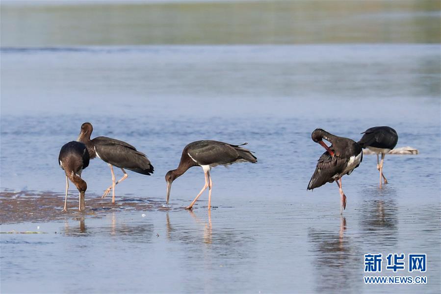 （生態(tài)文明建設(shè)&middot;圖文互動）（5）從亂河灘到&ldquo;鳥的天堂&rdquo;&mdash;&mdash;一名攝影師鏡頭里的&ldquo;生態(tài)變奏曲&rdquo;