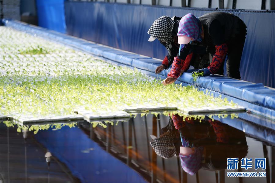 （壯麗70年　奮斗新時(shí)代&mdash;&mdash;推動(dòng)高質(zhì)量發(fā)展調(diào)研行&middot;圖文互動(dòng)）（5）黑龍江賓縣：&ldquo;北菜南銷&rdquo;演繹結(jié)構(gòu)調(diào)整&ldquo;大文章&rdquo; 