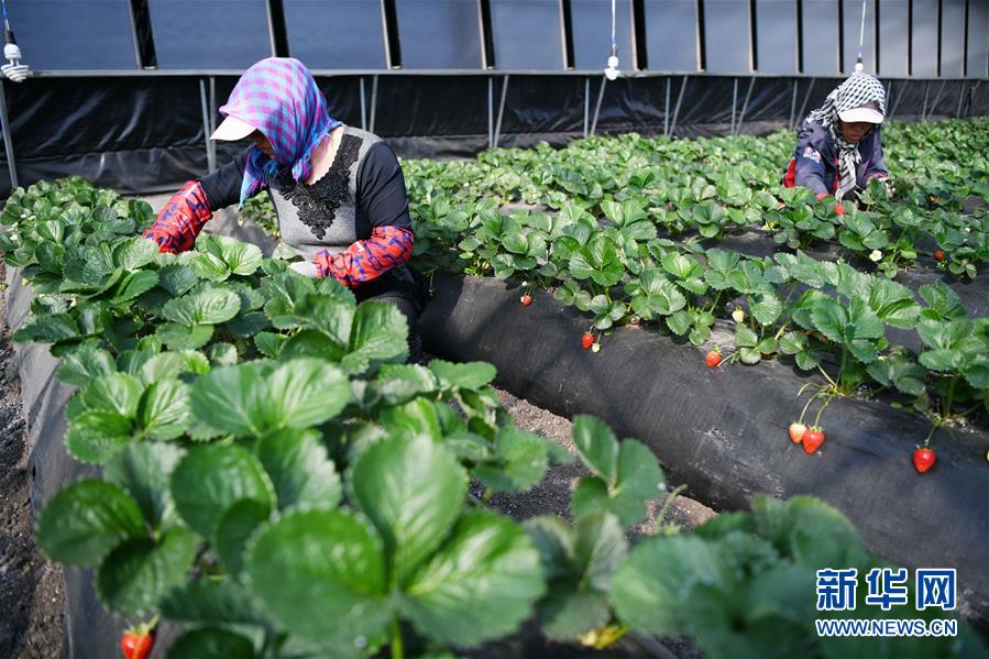 （壯麗70年　奮斗新時(shí)代&mdash;&mdash;推動(dòng)高質(zhì)量發(fā)展調(diào)研行&middot;圖文互動(dòng)）（7）黑龍江賓縣：&ldquo;北菜南銷&rdquo;演繹結(jié)構(gòu)調(diào)整&ldquo;大文章&rdquo; 